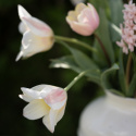 Tulipan  'Mieke Telkamp', enkelte, skålformede blomster i cremegul med brede bånd i sart ferskenfarvet langs kronbladene.