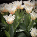 Tulipan  'Mieke Telkamp', enkelte, skålformede blomster i cremegul med brede bånd i sart ferskenfarvet langs kronbladene.
