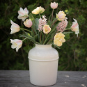 Tulipan  'Mieke Telkamp', enkelte, skålformede blomster i cremegul med brede bånd i sart ferskenfarvet langs kronbladene.