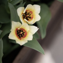 Tulipan  'Mieke Telkamp', enkelte, skålformede blomster i cremegul med brede bånd i sart ferskenfarvet langs kronbladene.