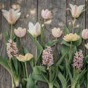 Tulipan  'Mieke Telkamp', enkelte, skålformede blomster i cremegul med brede bånd i sart ferskenfarvet langs kronbladene.