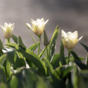 Tulipan  'Mieke Telkamp', enkelte, skålformede blomster i cremegul med brede bånd i sart ferskenfarvet langs kronbladene.