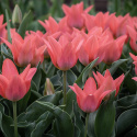 Tulipan  'Toronto', koralrosa, enkelte blomster i knipper. Forgrener sig med 3-5 blomster på hver plante