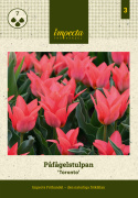 Tulipan  'Toronto', koralrosa, enkelte blomster i knipper. Forgrener sig med 3-5 blomster på hver plante