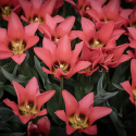 Tulipan  'Toronto', koralrosa, enkelte blomster i knipper. Forgrener sig med 3-5 blomster på hver plante