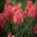 Tulipan  'Toronto', koralrosa, enkelte blomster i knipper. Forgrener sig med 3-5 blomster på hver plante