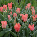 Tulipan  'Toronto', koralrosa, enkelte blomster i knipper. Forgrener sig med 3-5 blomster på hver plante