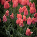 Tulipan  'Toronto', koralrosa, enkelte blomster i knipper. Forgrener sig med 3-5 blomster på hver plante