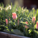 Tulipan  'Toronto', koralrosa, enkelte blomster i knipper. Forgrener sig med 3-5 blomster på hver plante