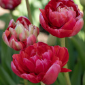 Liljetulipan  'Renown Unique', ceriserosa, helt fortryllende blomster med grønne striber på de ydre kronblade.