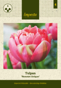 Liljetulipan  'Renown Unique', ceriserosa, helt fortryllende blomster med grønne striber på de ydre kronblade.