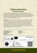 Liljetulipan  'Renown Unique', ceriserosa, helt fortryllende blomster med grønne striber på de ydre kronblade.