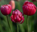 Liljetulipan  'Renown Unique', ceriserosa, helt fortryllende blomster med grønne striber på de ydre kronblade.