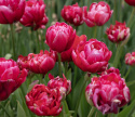 Liljetulipan  'Renown Unique', ceriserosa, helt fortryllende blomster med grønne striber på de ydre kronblade.