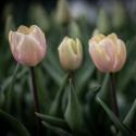 Triumftulipan  'Mango Charm', pastelrosa tulipan med mangogule kronbladskanter.