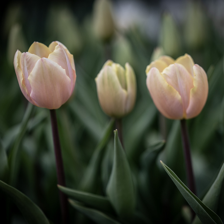 Triumftulipan 'Mango Charm', pastelrosa tulipan med mangogule kronbladskanter.