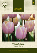 Triumftulipan  'Mango Charm', pastelrosa tulipan med mangogule kronbladskanter.