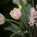 Triumftulipan  'Mango Charm', pastelrosa tulipan med mangogule kronbladskanter.