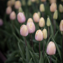 Triumftulipan  'Mango Charm', pastelrosa tulipan med mangogule kronbladskanter.