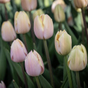 Triumftulipan  'Mango Charm', pastelrosa tulipan med mangogule kronbladskanter.