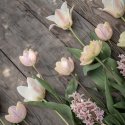 Triumftulipan  'Mango Charm', pastelrosa tulipan med mangogule kronbladskanter.