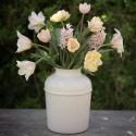 Triumftulipan  'Mango Charm', pastelrosa tulipan med mangogule kronbladskanter.