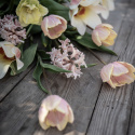 Triumftulipan  'Mango Charm', pastelrosa tulipan med mangogule kronbladskanter.