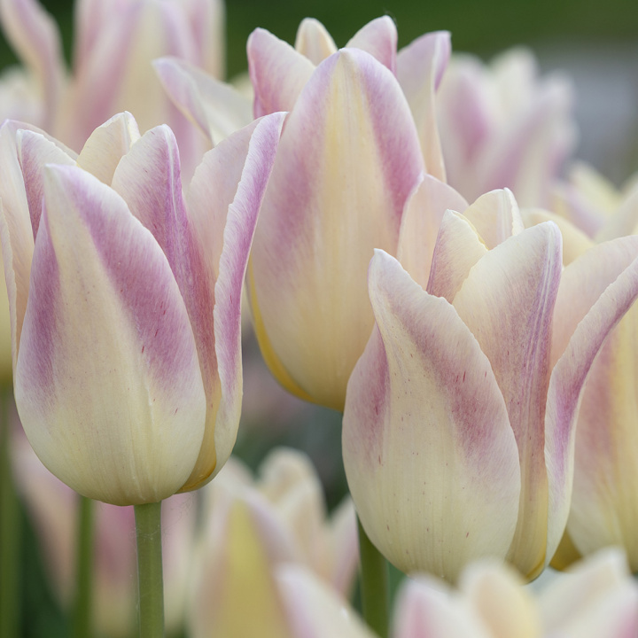 Liljetulipan 'Elegant Lady', blomster med cremegule kronblade kantet med lys lavendelrosa.