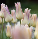 Liljetulipan  'Elegant Lady', blomster med cremegule kronblade kantet med lys lavendelrosa.