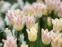 Liljetulipan  'Elegant Lady', blomster med cremegule kronblade kantet med lys lavendelrosa.