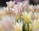 Liljetulipan  'Elegant Lady', blomster med cremegule kronblade kantet med lys lavendelrosa.