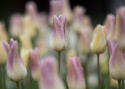 Liljetulipan  'Elegant Lady', blomster med cremegule kronblade kantet med lys lavendelrosa.