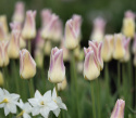 Liljetulipan  'Elegant Lady', blomster med cremegule kronblade kantet med lys lavendelrosa.