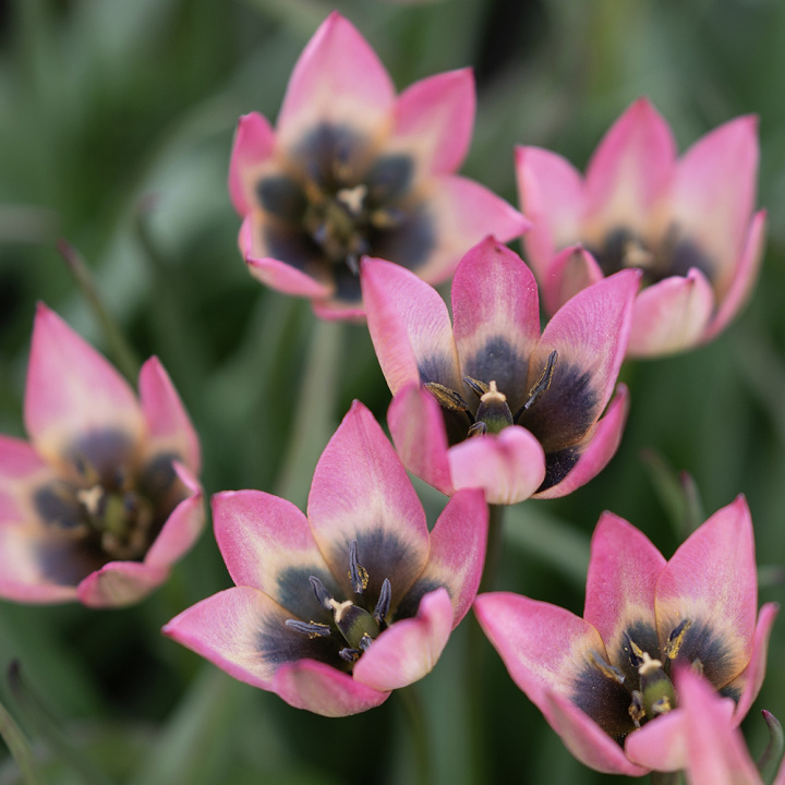 Botanisk tulipan 'Danique', stjerneformede blomster i ferskenrosa til koralfarvet, med gul og sort midte.