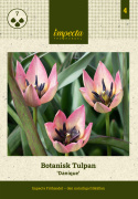 Botanisk tulipan  'Danique', stjerneformede blomster i ferskenrosa til koralfarvet, med gul og sort midte.