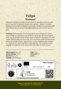 Botanisk tulipan  'Danique', stjerneformede blomster i ferskenrosa til koralfarvet, med gul og sort midte.