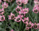 Botanisk tulipan  'Danique', stjerneformede blomster i ferskenrosa til koralfarvet, med gul og sort midte.
