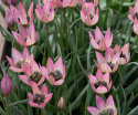 Botanisk tulipan  'Danique', stjerneformede blomster i ferskenrosa til koralfarvet, med gul og sort midte.