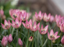 Botanisk tulipan  'Danique', stjerneformede blomster i ferskenrosa til koralfarvet, med gul og sort midte.