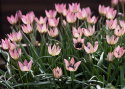 Botanisk tulipan  'Danique', stjerneformede blomster i ferskenrosa til koralfarvet, med gul og sort midte.
