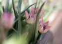 Botanisk tulipan  'Danique', stjerneformede blomster i ferskenrosa til koralfarvet, med gul og sort midte.