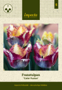 Papegøjetulipan  'Color Fusion', enkelte blomster med en herlig variation af striber i rødt, lilla, gult og orange med cremefarvet bund.