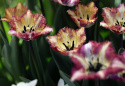 Papegøjetulipan  'Color Fusion', enkelte blomster med en herlig variation af striber i rødt, lilla, gult og orange med cremefarvet bund.