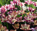 Papegøjetulipan  'Color Fusion', enkelte blomster med en herlig variation af striber i rødt, lilla, gult og orange med cremefarvet bund.