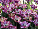 Papegøjetulipan  'Color Fusion', enkelte blomster med en herlig variation af striber i rødt, lilla, gult og orange med cremefarvet bund.