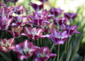 Papegøjetulipan  'Color Fusion', enkelte blomster med en herlig variation af striber i rødt, lilla, gult og orange med cremefarvet bund.