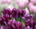 Papegøjetulipan  'Color Fusion', enkelte blomster med en herlig variation af striber i rødt, lilla, gult og orange med cremefarvet bund.