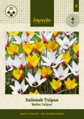 Italiensk Tulipan 'Belles Tulipes' 25 stk.