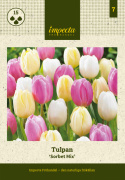 Tulipan 'Sorbet Mix' 15 stk. En sommerlig blanding af enkle tulipaner i bløde pastelnuancer som jordbærrød, syrenhvid og citrongul.