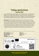 Tulipan 'Sorbet Mix' 15 stk. En sommerlig blanding af enkle tulipaner i bløde pastelnuancer som jordbærrød, syrenhvid og citrongul.